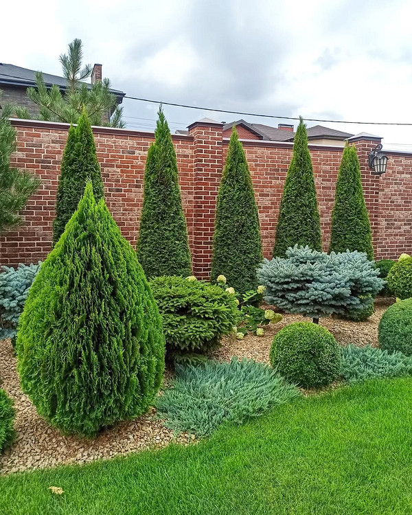 Використання туї для створення живої огорожі на ділянці: зелений захист та краса
