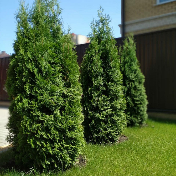 Туї в контейнерах: мобільний та стильний акцент в ландшафтному дизайні.