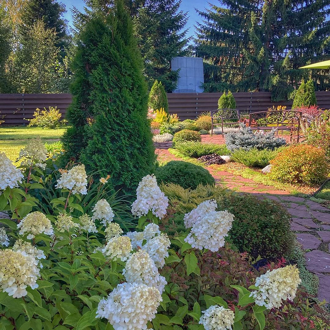 Креативна форма туї Формування туї: креативна стрижка кущів для сучасного дизайну саду.