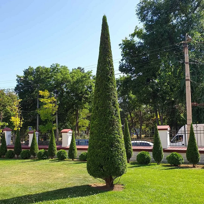 Хвойні дерева туї в ландшафтному дизайні: ідеї для озеленення саду.