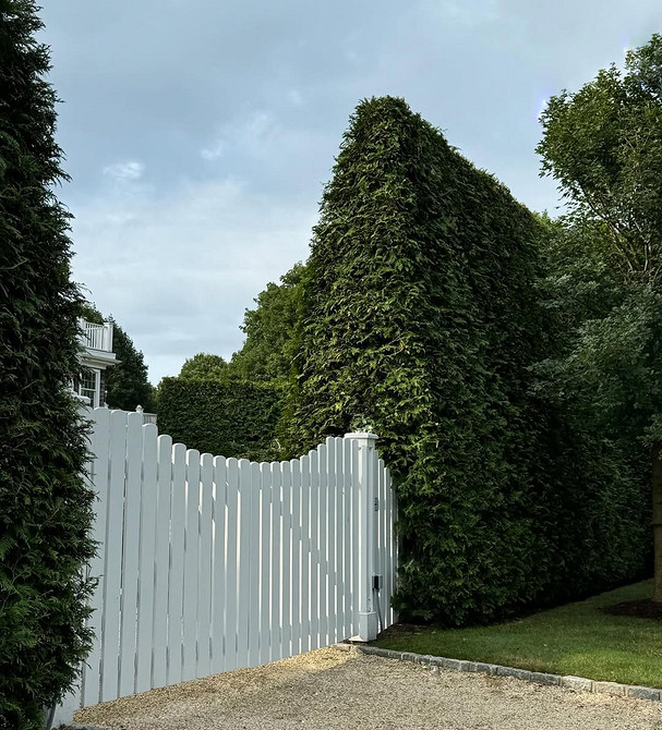 Туї в ландшафтному дизайні: різноманітні композиції з туями в садовому ландшафті.