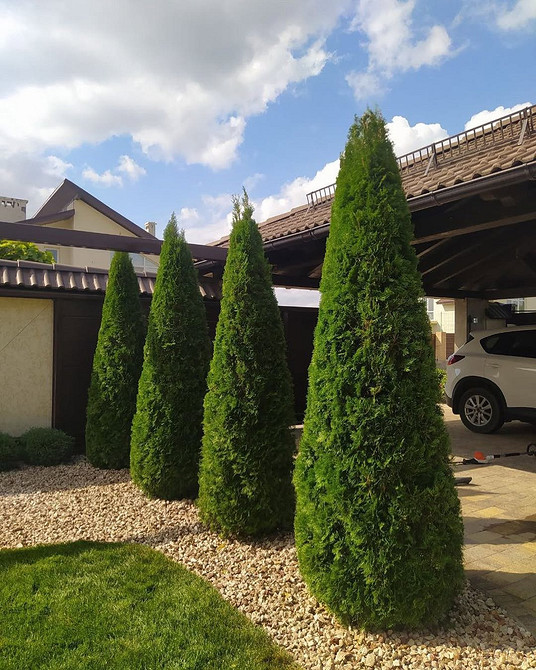 Топіарна стрижка туї: сад вашої мрії – витвір мистецтва — Топіарна стрижка туї