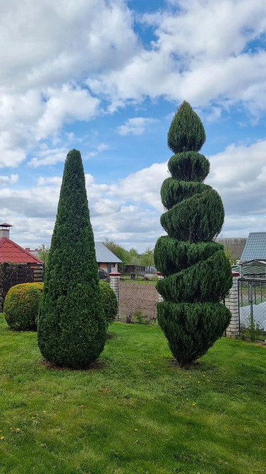 Форми туй в саду Різноманітні форми туй в ландшафтному дизайні: варіанти розміщення для вашого саду.