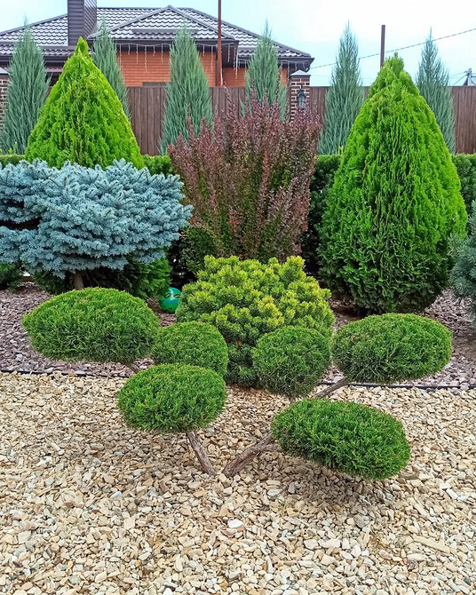 Жива огорожа з туї Туя для ландшафтного дизайну: формування живої огорожі з хвойних рослин, зелений паркан.