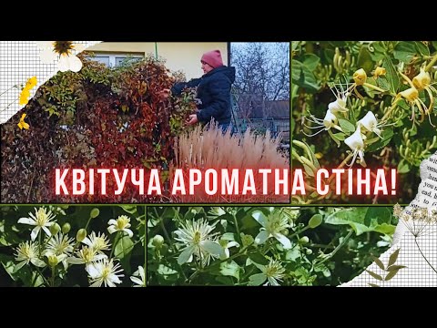Вертикальне озеленення ліанами: Жимолость капріфоль та Клематис - Квітуча стіна своїми руками! - 15 - MZ Atelier