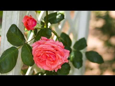 Вертикальне озеленення: ТОП рослин для шпалер у вашому саду | Майстерня Садівника - 32 - MZ Atelier