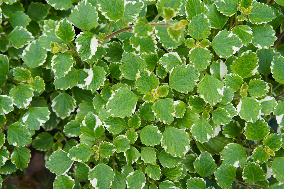 Зображення різних видів м'яти з інформацією про їхнє використання в кулінарії.