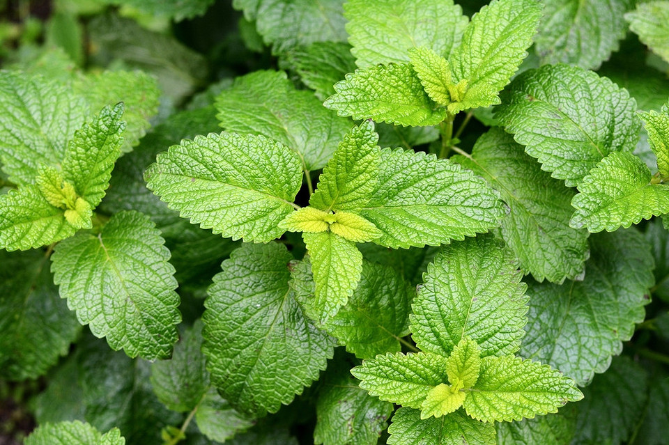 Фотографія різних видів м'яти з інформацією про їхні особливості та вимоги до вирощування.