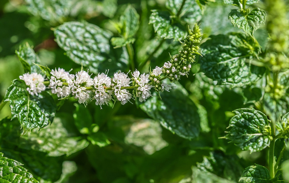 Фото колекції різних видів м'яти з їхніми характеристиками та застосуванням.