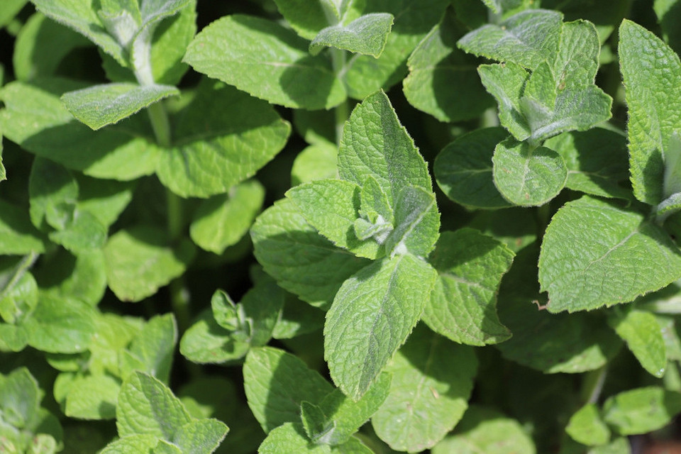 Зображення різних видів м'яти з акцентом на їхніх унікальних ароматах.