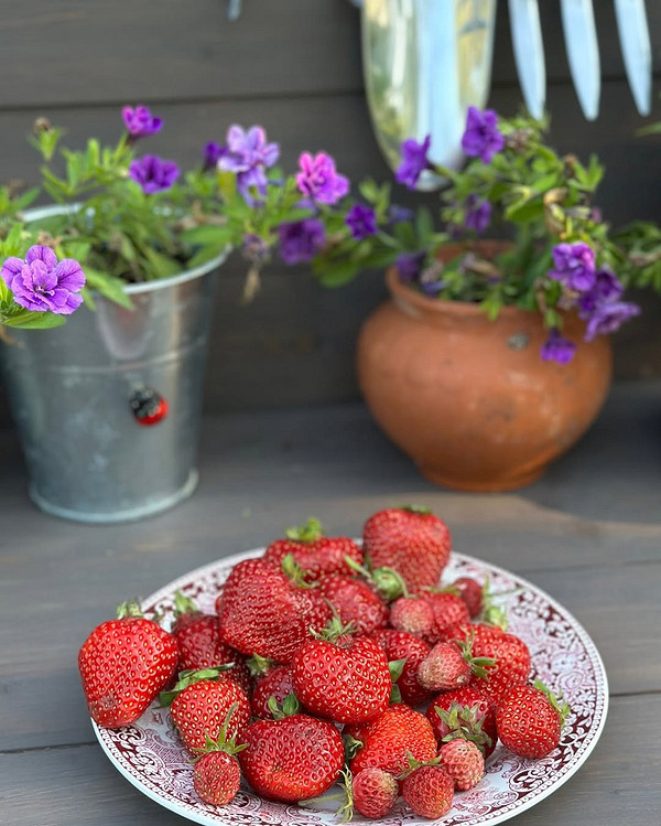 Саджанці земклуниці Діана: готові до висадки для успішного врожаю.