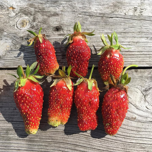 Сорт земклуниці Купчиха: великі, темні ягоди – насолода для садівника.