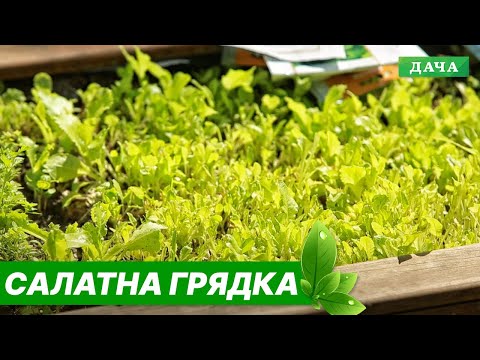 Секрети вирощування салату: соковита зелень на вашій грядці весь сезон! - 30 - MZ Atelier