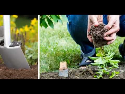 Весняна посадка флоксів: секрети пишного цвітіння та вибір кращих сортів - 22 - MZ Atelier