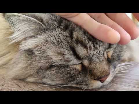 Мої кактуси та сукуленти: пересадка, догляд, еко-поради та улюбленець Тьома! - 17 - MZ Atelier